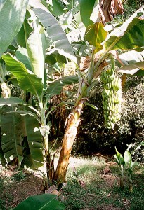 Those beautiful trunks can be used for green building and paper making