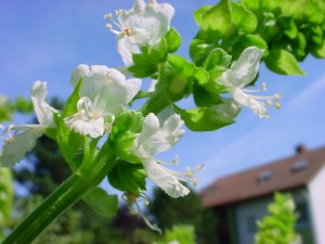 A Bit of Basil Anyone?