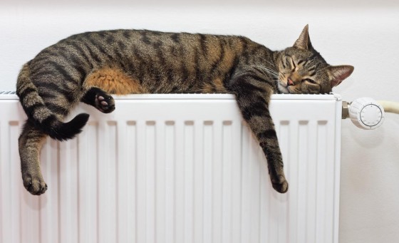 Radiator and Cat